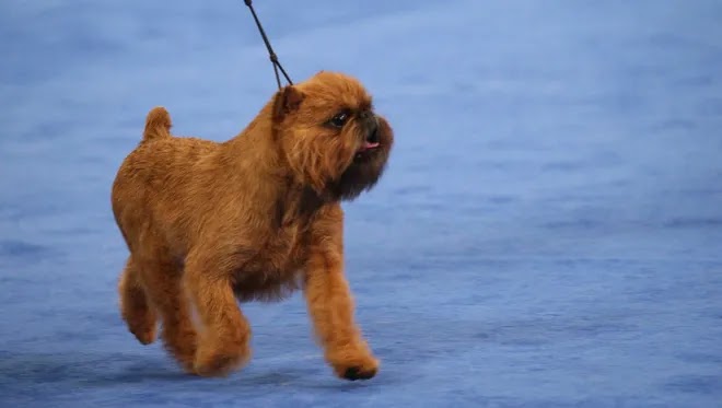 NDS 2017 Best in Show Winner: Newton the Brussels Griffon
